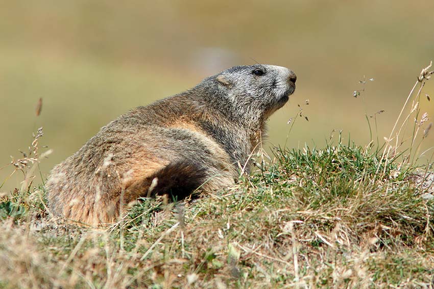 Ultime marmotte di stagione